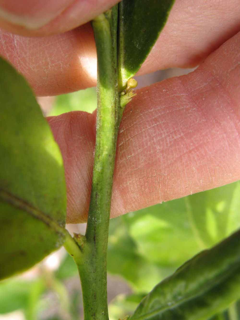              First year twig (Winter Haven, FL)       